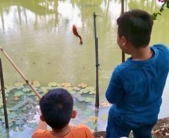 Câu cá giải trí