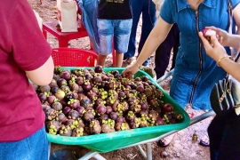 Ẩm Thực Miệt Vườn Tại Vườn Tràm – Vị Quê Giữa Vườn Trái Cây Long Khánh