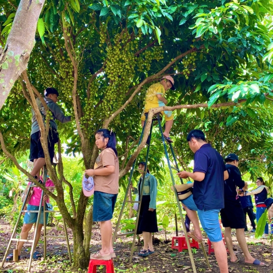 Hái trái cây tại vườn