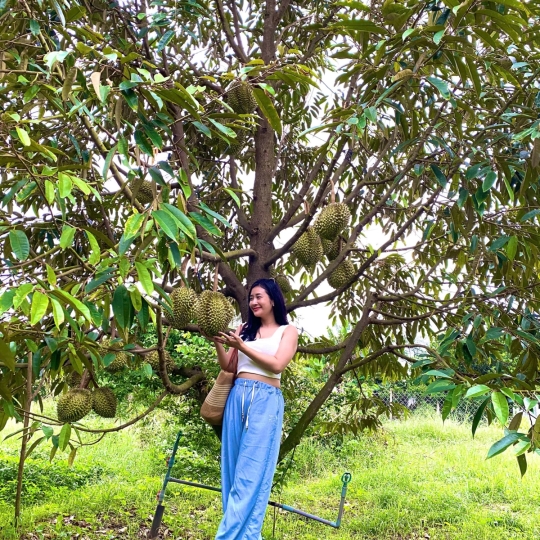 Hái trái cây tại vườn