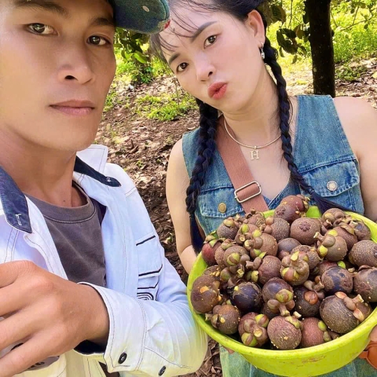 Hái trái cây tại vườn