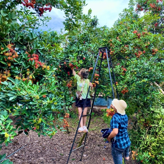 Check-in giữa thiên nhiên miệt vườn