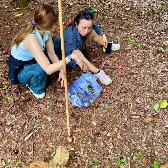 Hái trái cây tại vườn