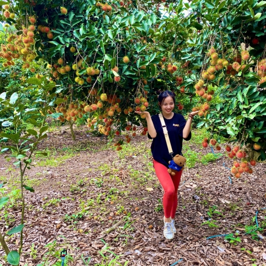 Hái trái cây tại vườn