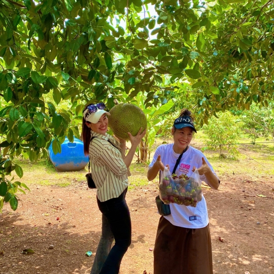 Hái trái cây tại vườn