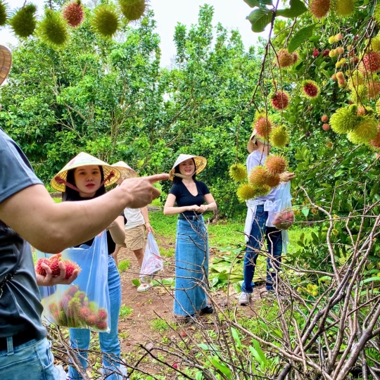 Hái trái cây tại vườn