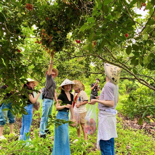 Hái trái cây tại vườn